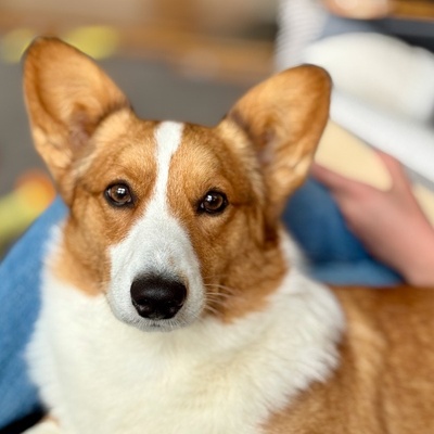 Hoagie the Corgi